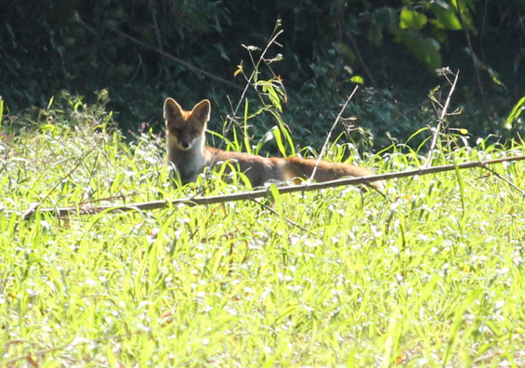 新田原基地滑走路からちょっと離れた西側の草地にリラックスしていたキツネさんに遭遇