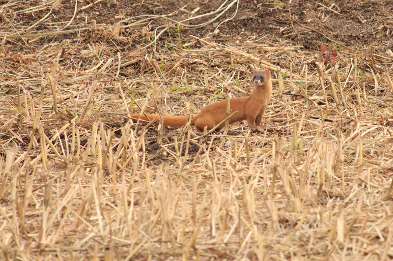 秋の宮崎空港内と言えるよう場所でイタチくんに遭遇。