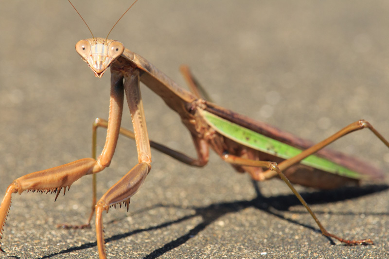 ねぇねぇー俺様を1枚撮ってと言われたような気がして撮りました。