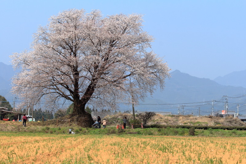 国富町の大坪1本桜は樹齢100～150年で山桜の種類。まさしく畑の中の大将だ。画像