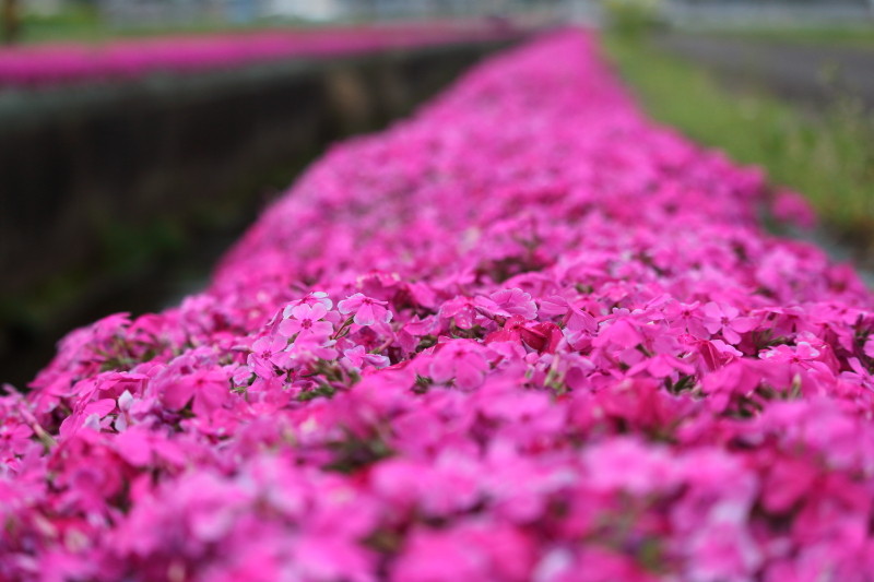 山之口と蓼池のあいだ国道269号線に面した田園地。100メートルほどにわたり植栽されている