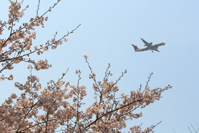 宮崎空港に着陸する飛行機と今が旬の桜を絡めてみた。飛行速度が速いので写し止めるのは難しい。