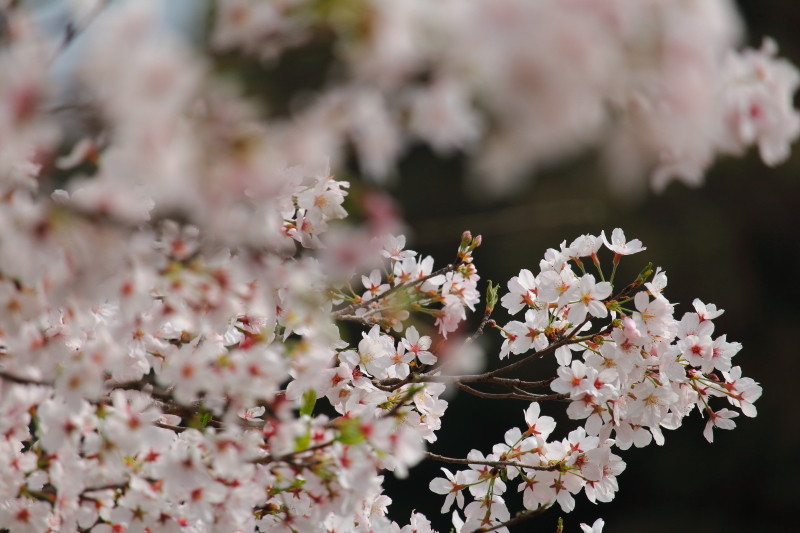 山之口町に咲くさくら