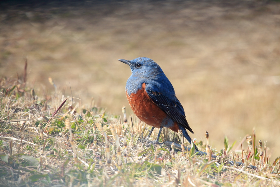 宮崎空港に舞い降りた野鳥