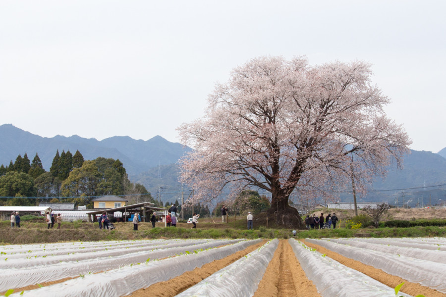 平成28年㋂25日満開状態の大坪一本サクラ