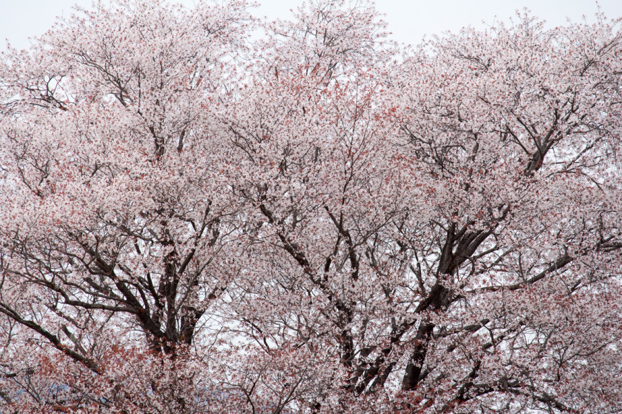 平成28年3月25日