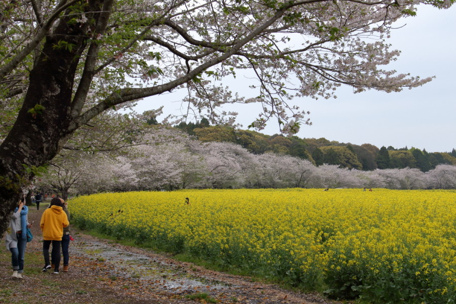 西都原公園の桜と菜の花