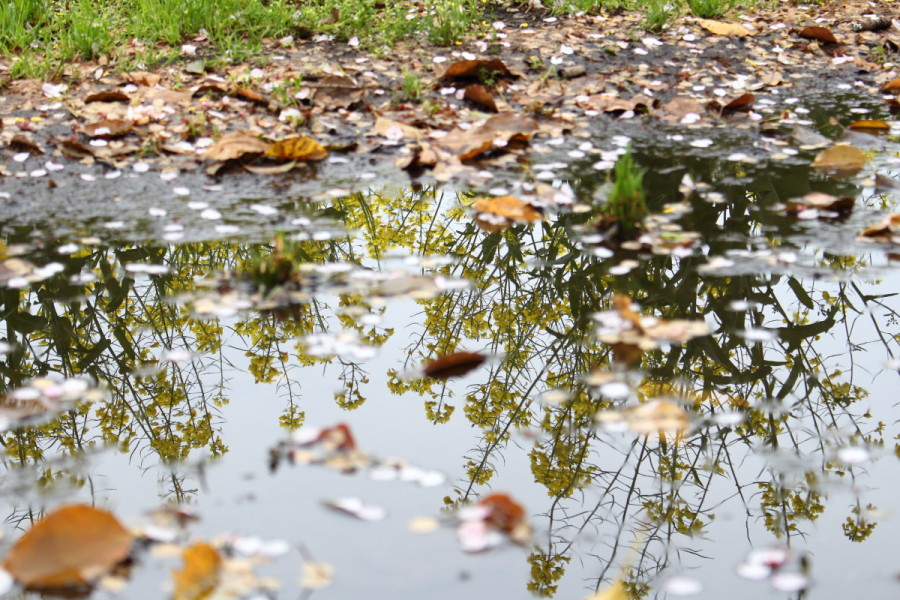 西都原公園で水鏡に映った菜の花の画像