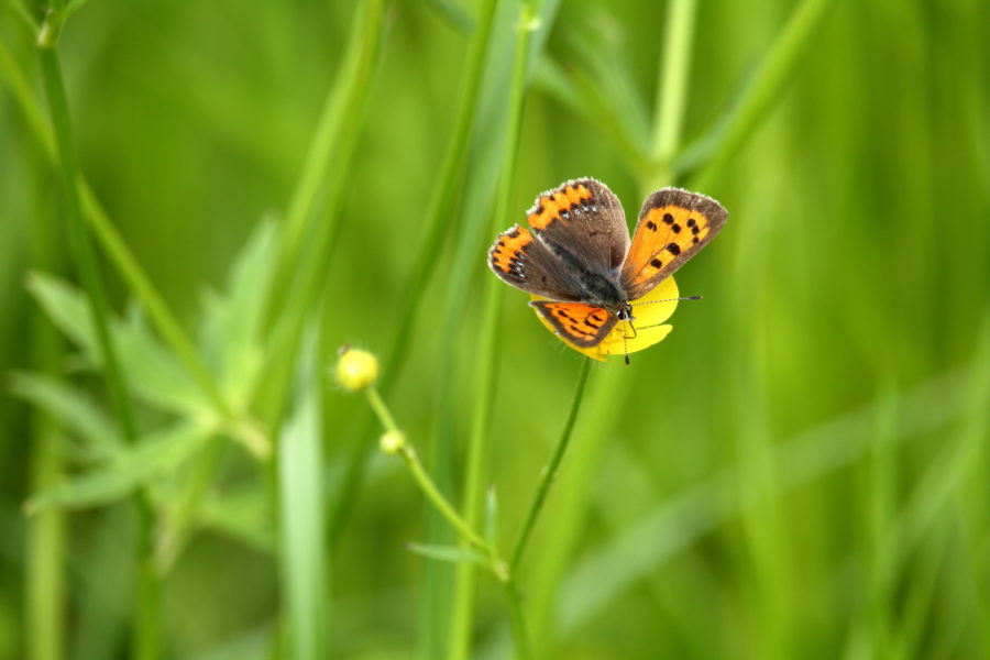 新田原基地の南、畑にベニシジミ