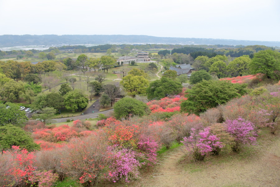 西都原高取山のミツバツツジ
