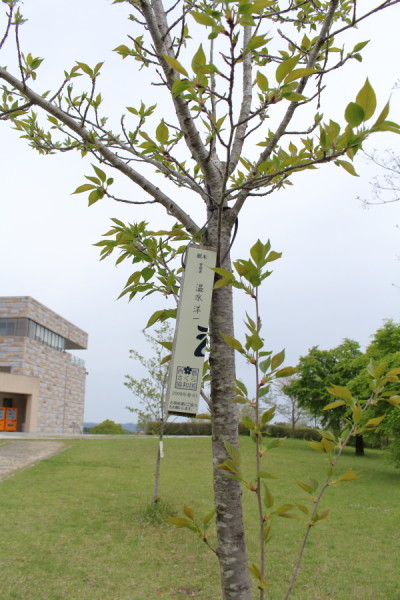 温水洋一氏管理の木