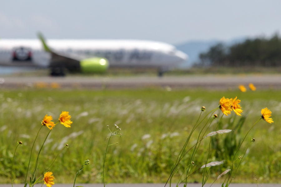宮崎空港に咲く黄色の花オオキンケイグク。きれいに見えるが特定外来生物だ。