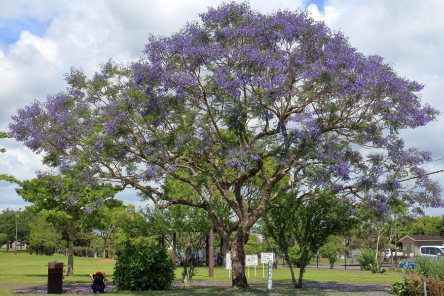 宮崎市内の公園に咲くジャカランダの花