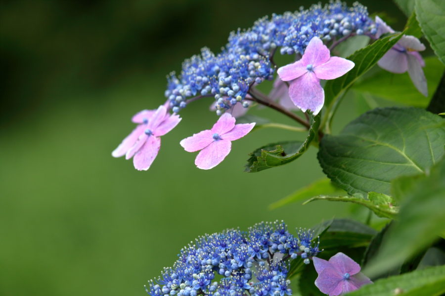 山之口町農道わきに咲くアジサイ