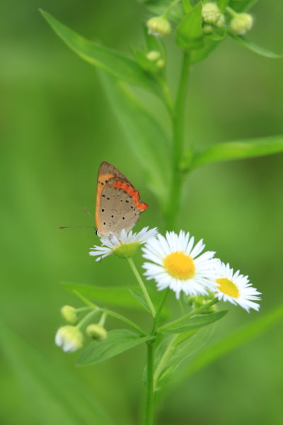山之口町の農道わきに咲くヒメジョオンにとまるベニシジミ蝶