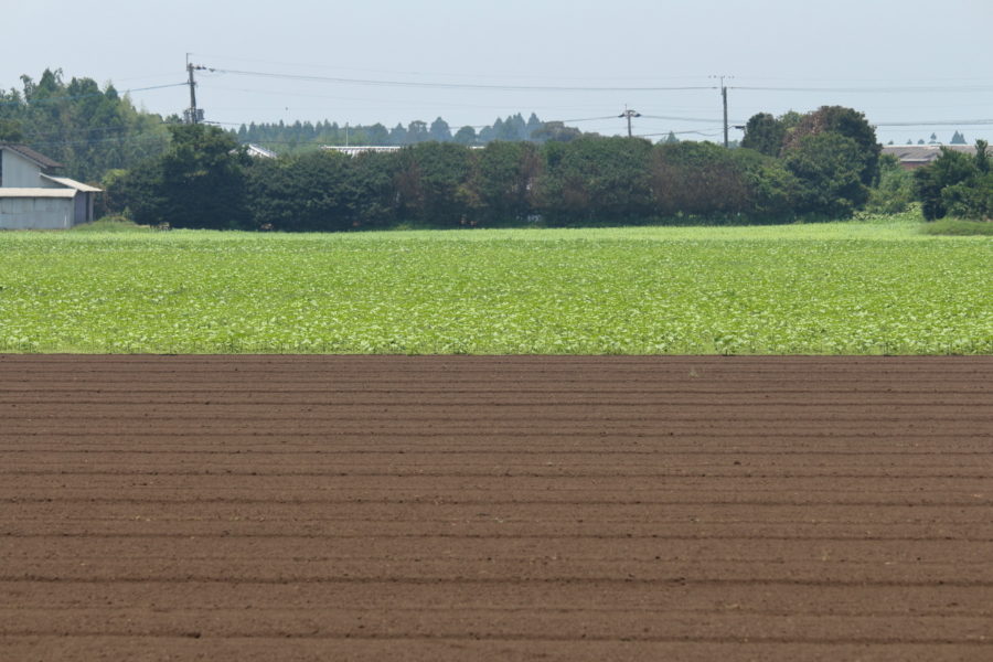 高鍋町のキャベツ畑のひまわり