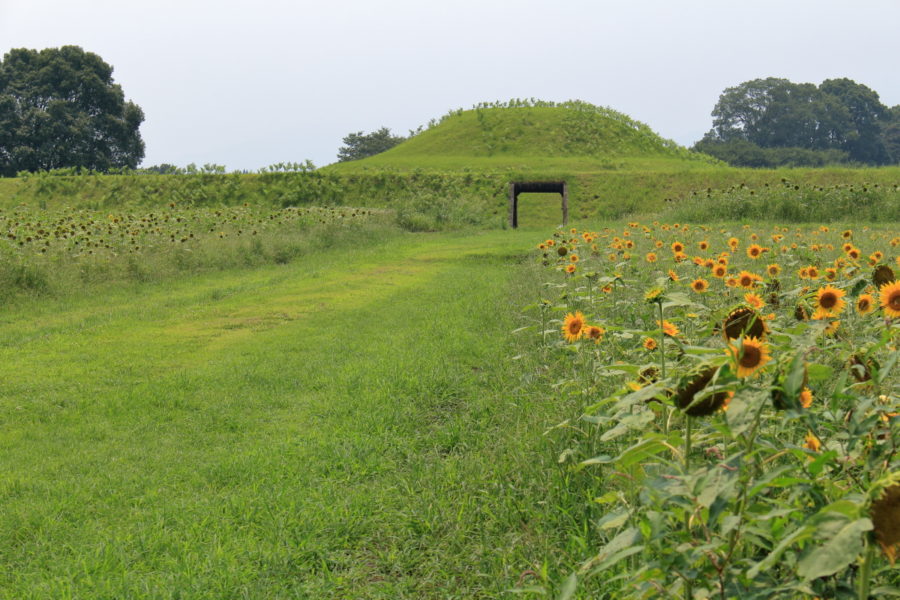 西都原古墳群内に咲いているヒマワリの花