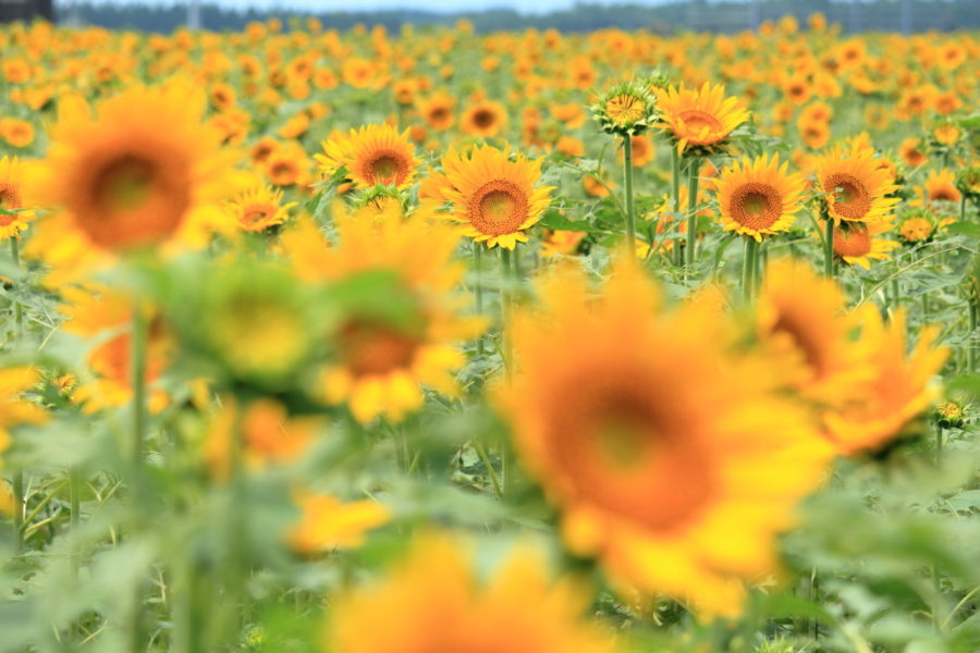 高鍋町キャベツ畑のひまわりはそろそろヒマワリの花が見ごろになって来ました。