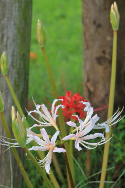 宮崎空港近くに咲いた彼岸花
