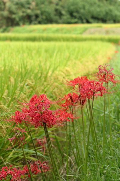 山間の田んぼに実稲穂と彼岸花の競演