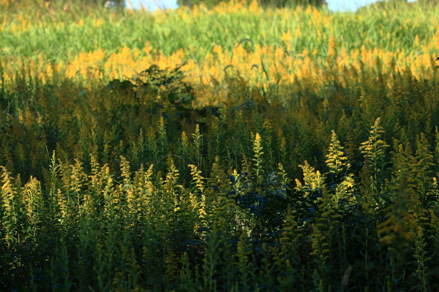 生目古墳群の一角に咲いたセイタカアワダチソウの群生がおもしろいコントラストを描いてくれた。