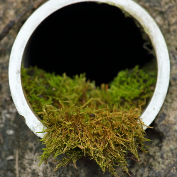 コケが地球侵略を開始した