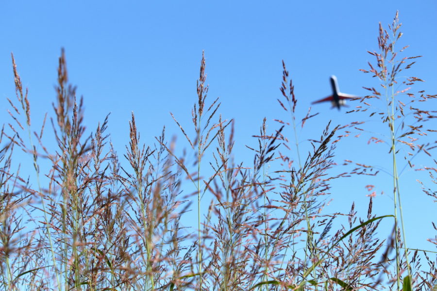 宮崎空港にアキを求めて撮影