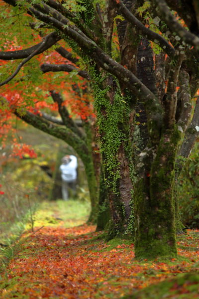 青井岳温泉の紅葉を楽しむ紅葉狩りの男性