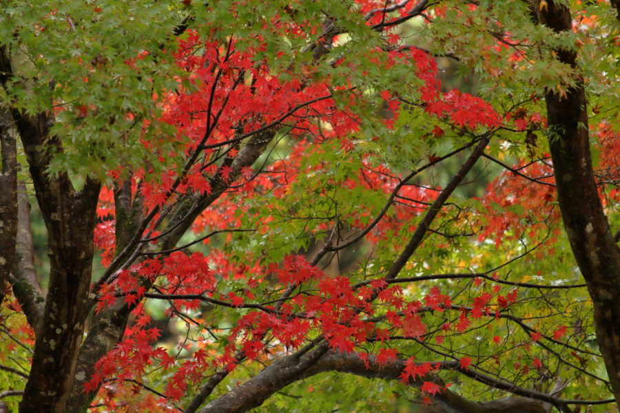 青井岳温泉の庭園に彩る紅葉