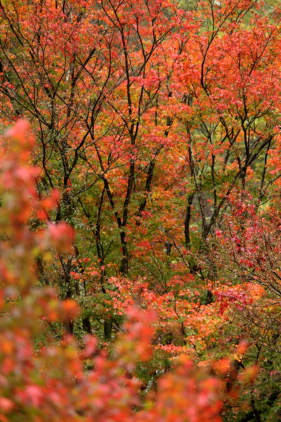 青井岳温泉に広がる紅葉