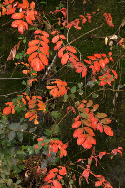 国道269号線沿いの小さい紅葉