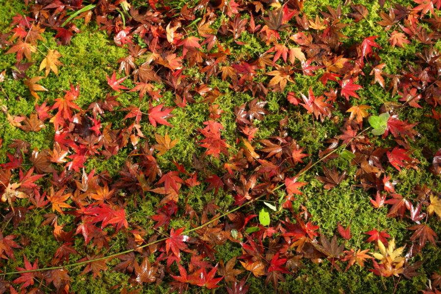 青井岳温泉の庭に彩る紅葉