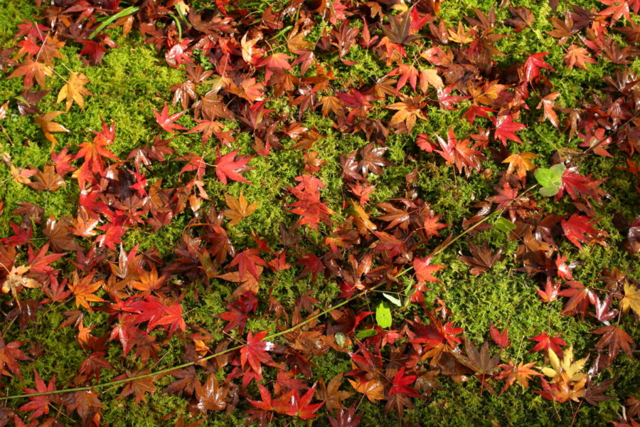 青井岳温泉の庭に彩る紅葉