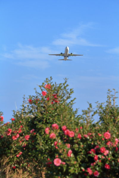 宮崎空港周辺に咲いていた山茶花を前景に撮影