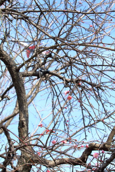 宮崎空港を離陸したIBE機と梅の花のコラボ写真
