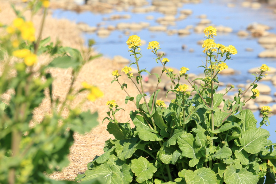 宮崎空港の北西部を流れる川そばのなの花