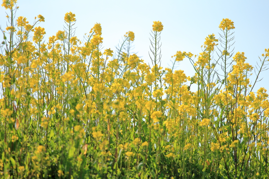 池内町農地の一角に咲いたなの花