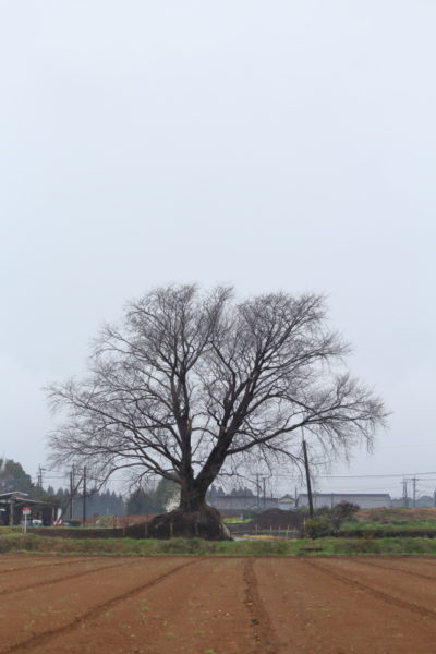 国富町大坪地区に咲く一本桜