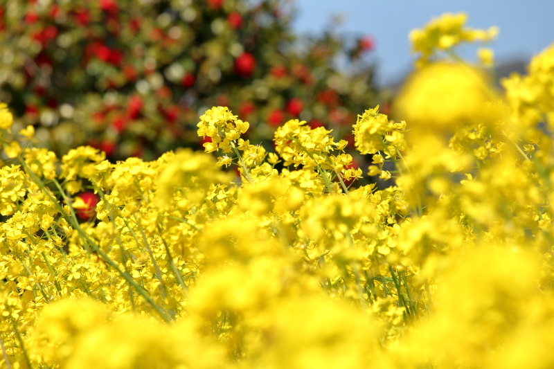 都農ワイナリー南の畑に咲き誇る菜の花