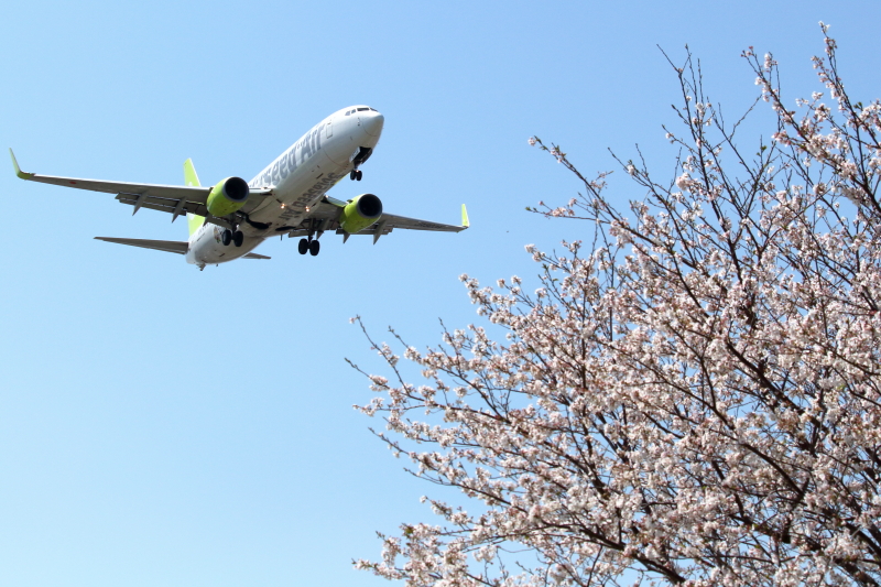 宮崎空港西にある公園のさくらとソラシドエア飛行機