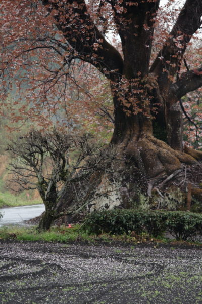 国富町にある大坪の一本桜