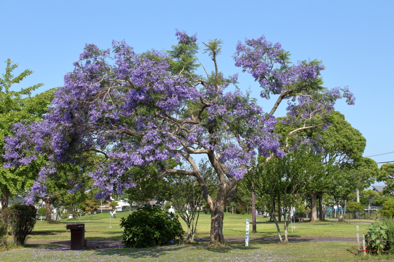 江田原ふれあい広場のジャカランダ
