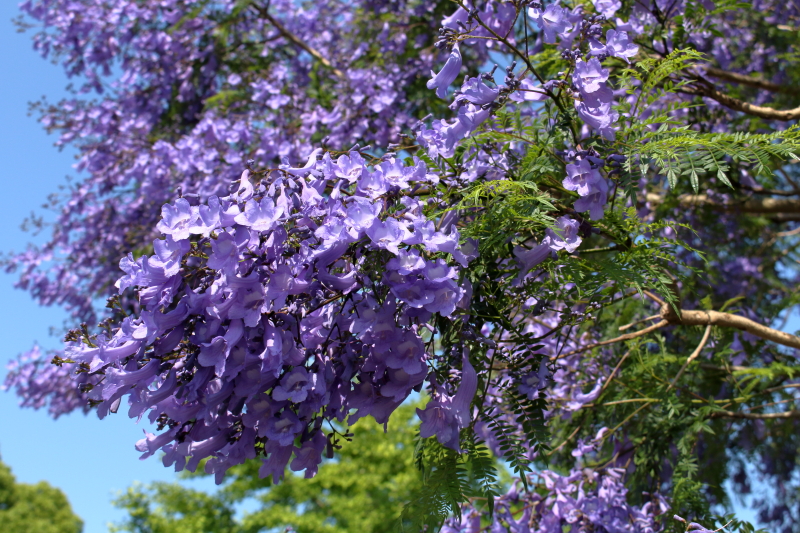 江田原ふれあい広場のジャカランダがきれい