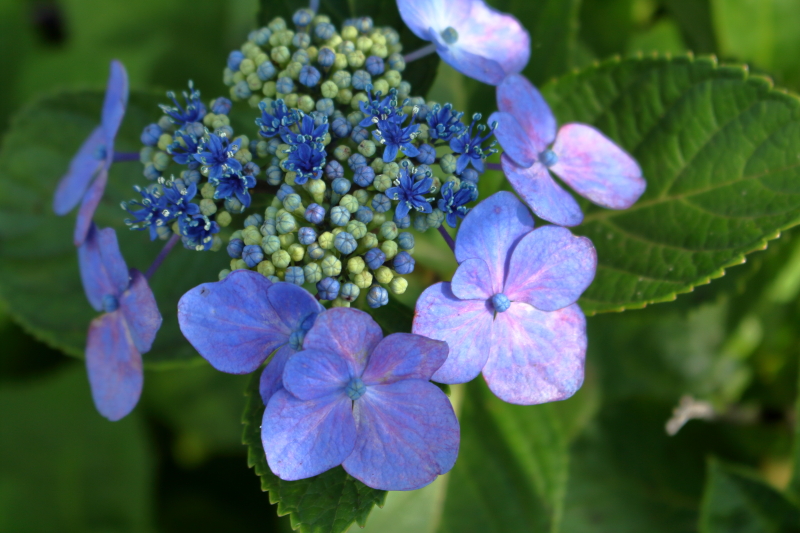 江田原ふれあい広場に咲くアジサイの花