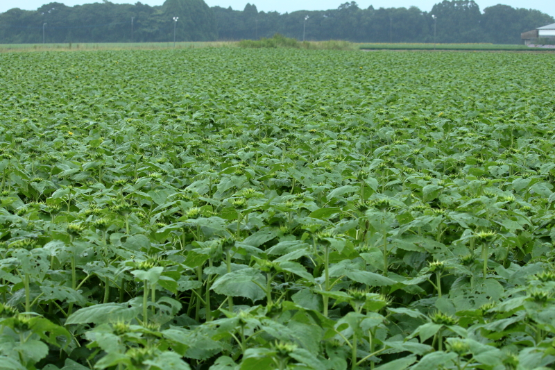 高鍋町にあるきゃべつ畑のひまわり