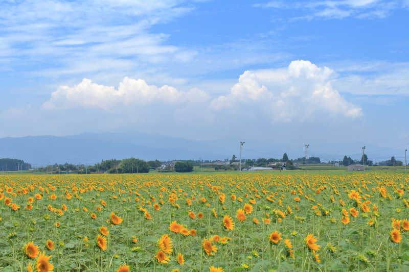 平成28年8月9日のきゃべつ畑のひまわり写真