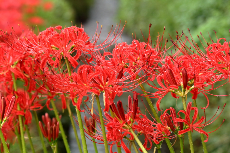 野尻町田んぼの畔に咲く彼岸花