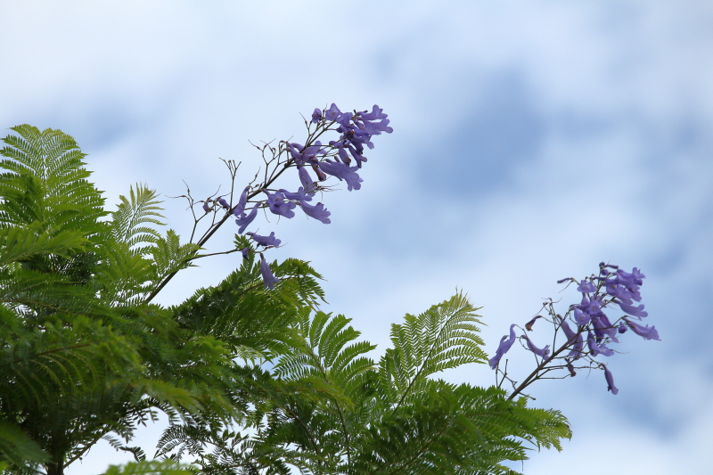 江田原ふれあい広場のジャカランダに季節外れの花が咲いた。