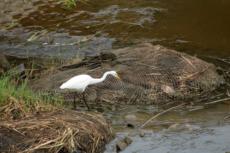 宮崎空港近くを流れる川でエサを待つサギの写真