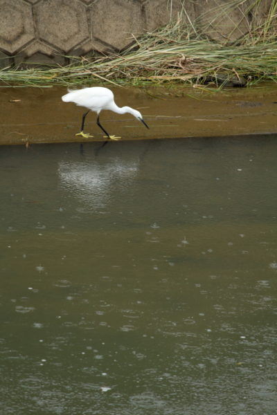 宮崎空港近くを流れる川に来ていたサギの写真